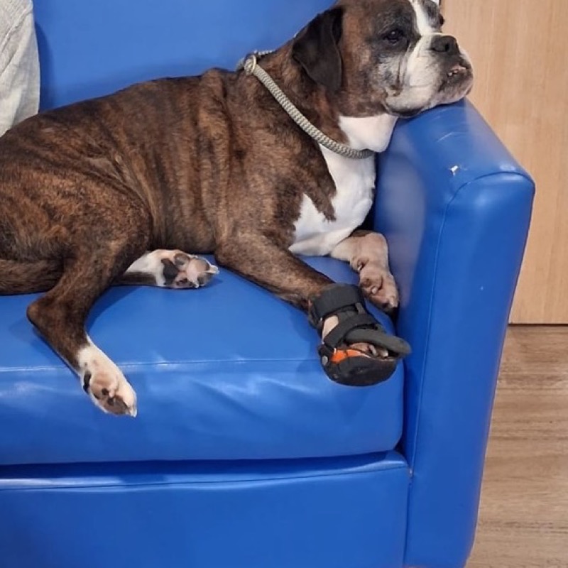 A Boxer resting her head on the arm of a sofa